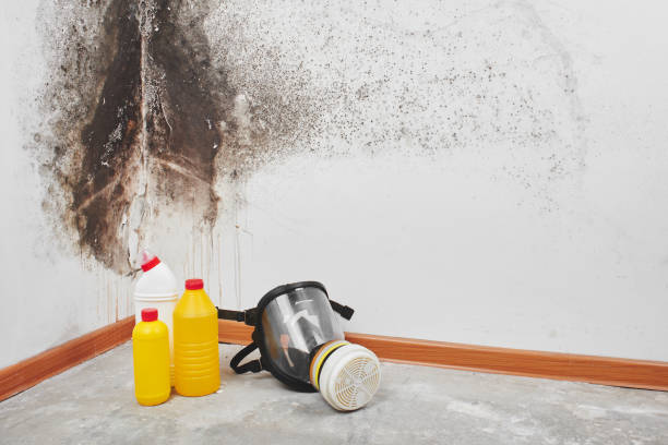 Best Residential Mold Removal  in Guilford Center, CT