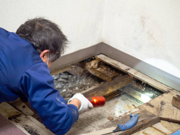 Best Attic Mold Removal  in Guilford Center, CT