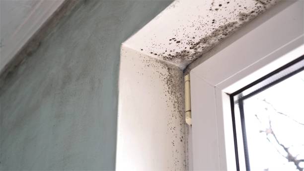Best Mold Cleaning Services  in Guilford Center, CT