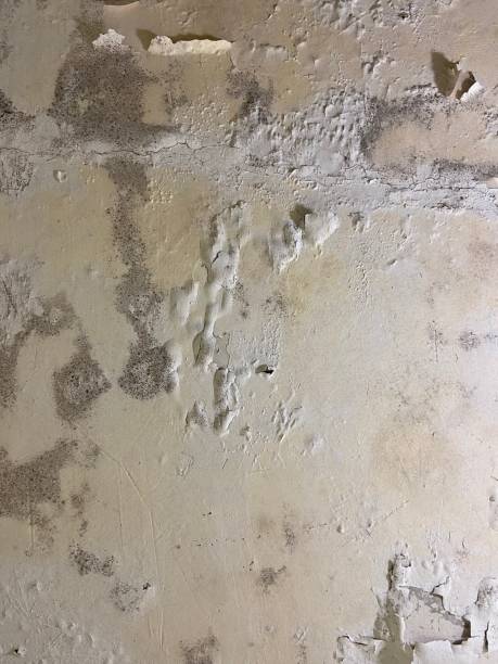 Best Mold Remediation  in Guilford Center, CT