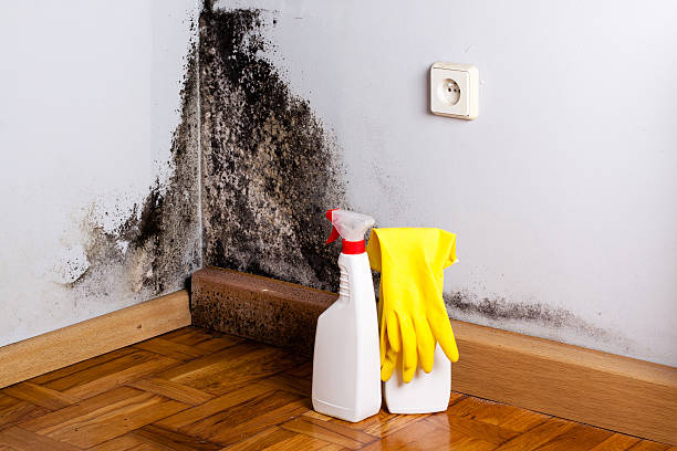 Best Professional Mold Removal  in Guilford Center, CT