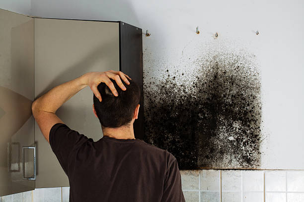 Best Emergency Mold Removal  in Guilford Center, CT