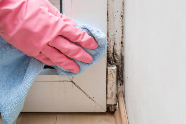 Best Commercial Mold Removal  in Guilford Center, CT