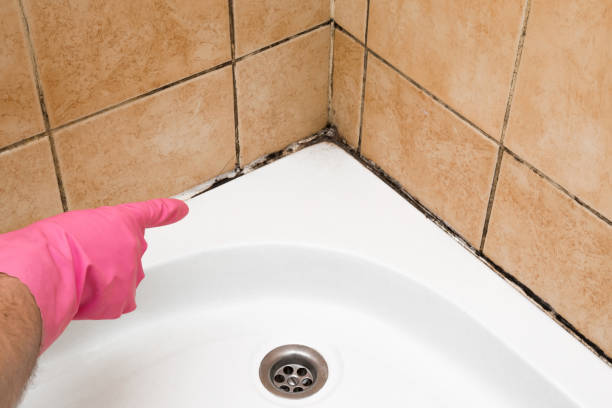 Best Office Mold Removal Services  in Guilford Center, CT